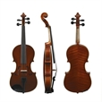 Viola